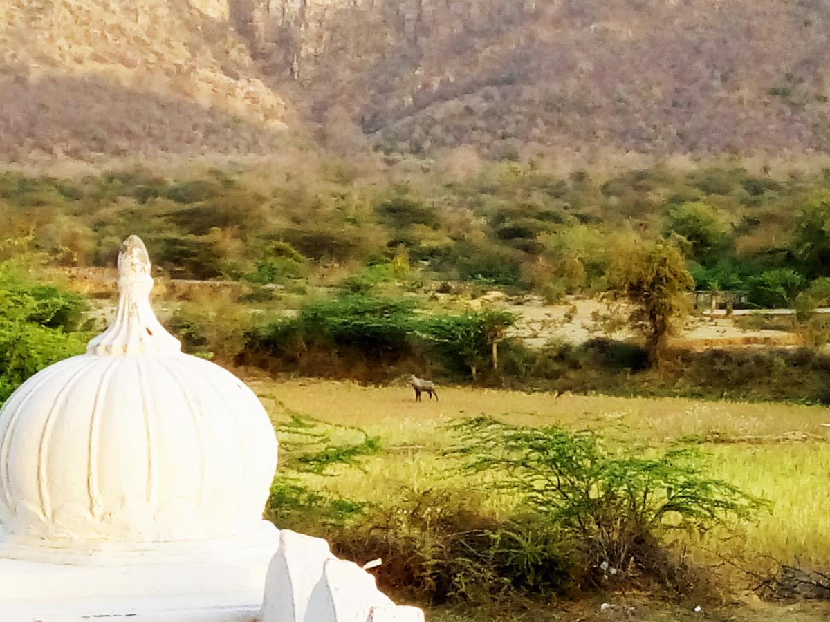 Ranthambhore Tiger Valley Sawai Madhopur Exterior photo